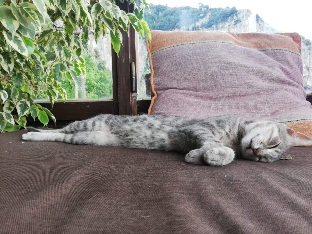 Chat de la maison La Selva lors de la retraite de yoga à Positano